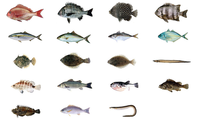 活魚水槽や生簀に入れる活魚の失敗しない選び方 種類別 Glosso