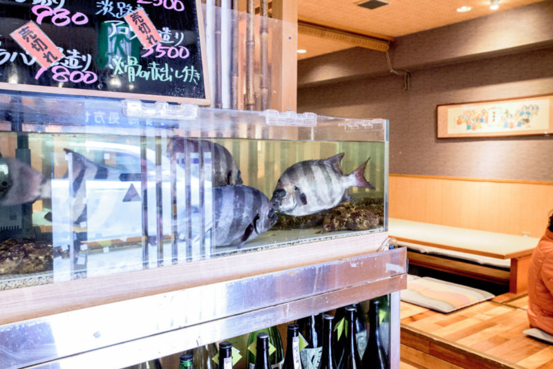 生簀水槽 活魚水槽　季節の活魚